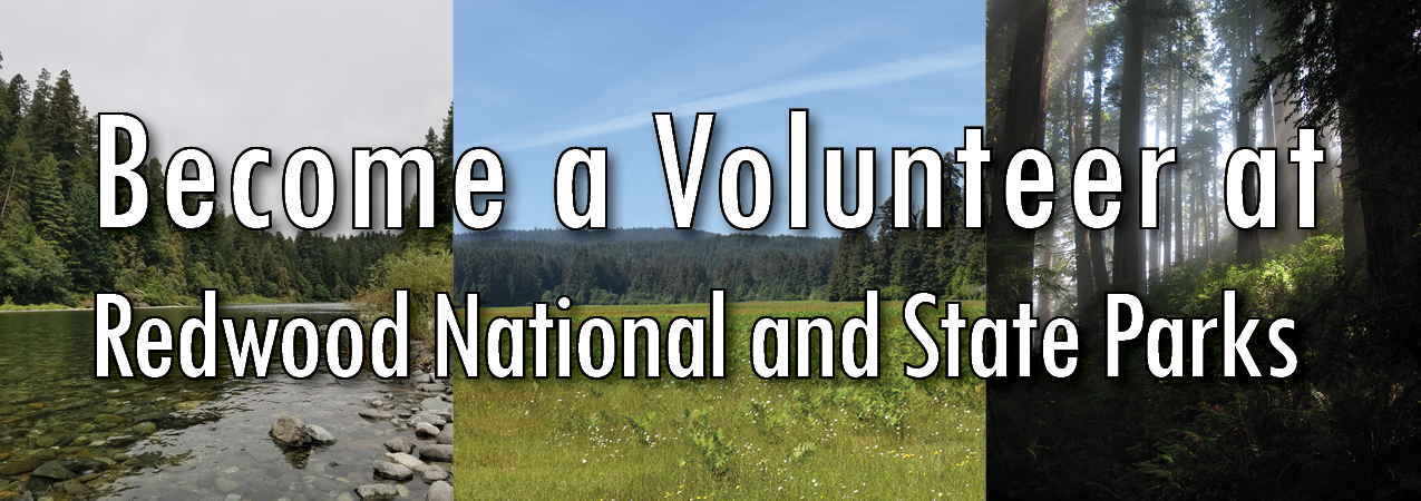Become a Volunteer at Redwood National and State Parks